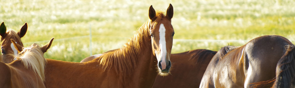 2016 Florida Thoroughbred Breeders’ and Owners’ Association Awards Gala