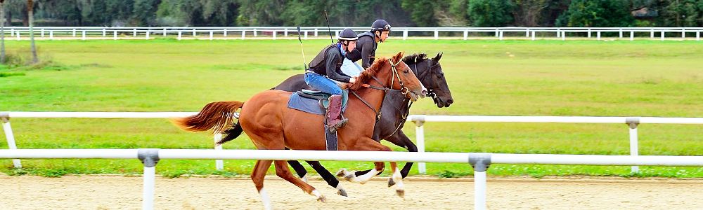 Finding the Perfect Horse Track Property