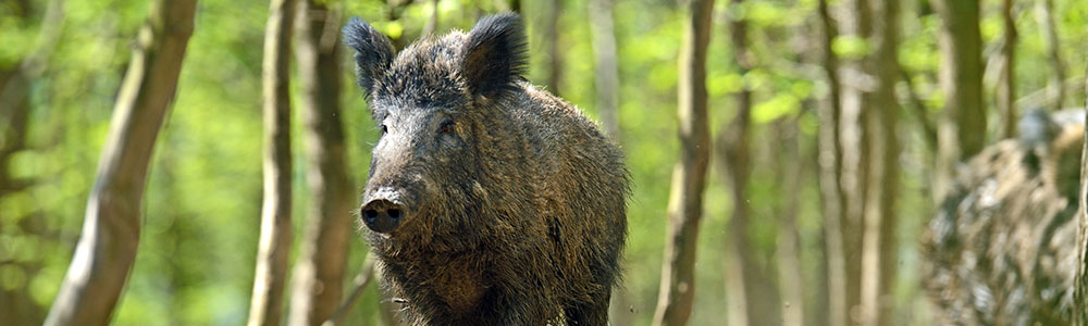 A fierce wild hog.