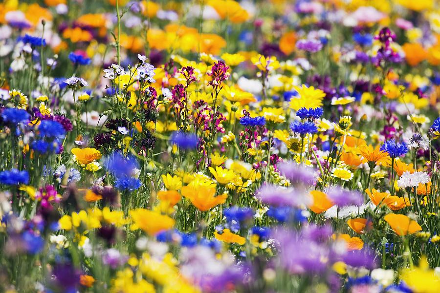 Get Ready For The 2016 Florida Wildflower Symposium!