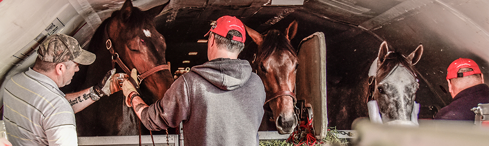 By Land Or By Air: Transporting Your Horses Safely and Efficiently