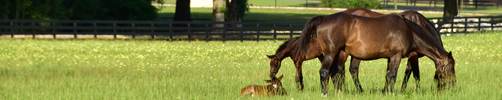 Exciting Events Coming to Ocala For 2017