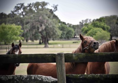 Horses at Bo-Bett Farm