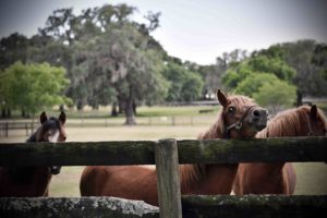 Horses at Bo-Bett Farm
