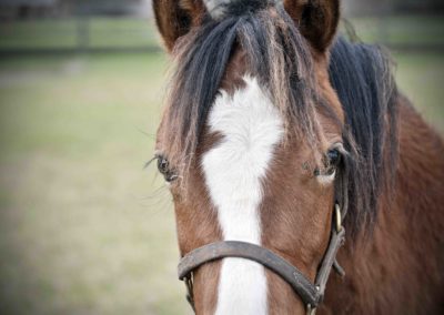 Horse at Bo-Bett Farm