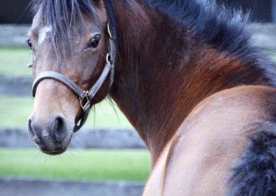 Horse at Bo-Bett Farm