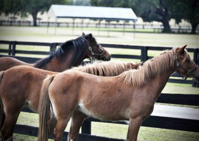 Horses at Bo-Bett Farm