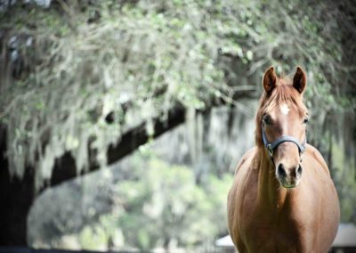 Horse at Bo-Bett Farm