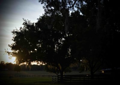 Trees at Bo-Bett Farm