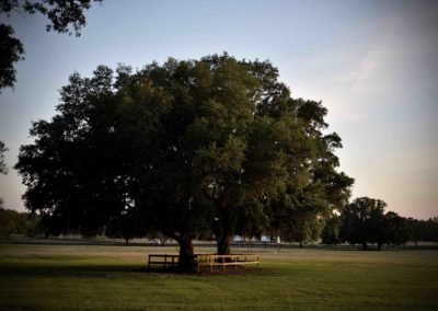 Tree at Bo-Bett Farm