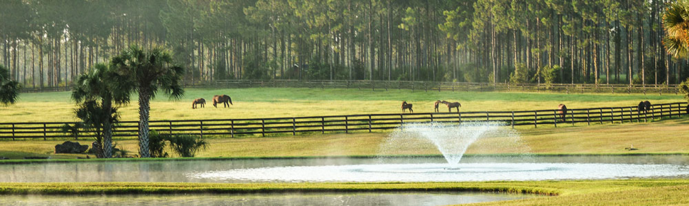 The American Horse Council Needs You