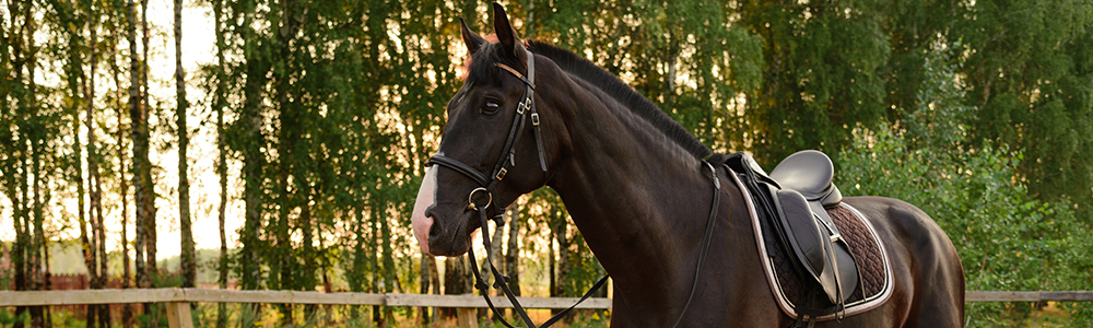 Saddle Fit | Bad Horse? More like “Bad Saddle!”