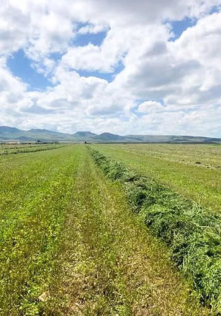 Rows and rows of green fields.