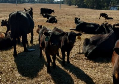 A herd of angus cattle.