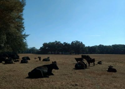 A herd of angus cattle.