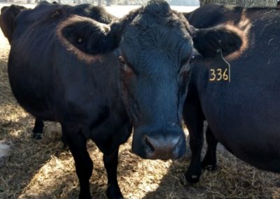 A herd of angus cattle