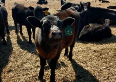 A herd of angus cattle.