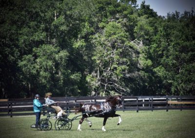 A horse and buggy exhibition