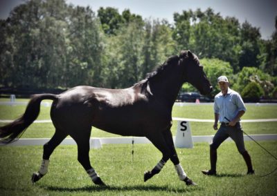 A man with his horse