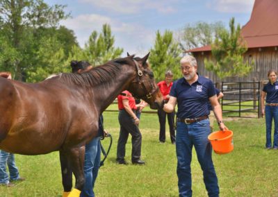 Visitors interacting with a horse at the Vintage Farm