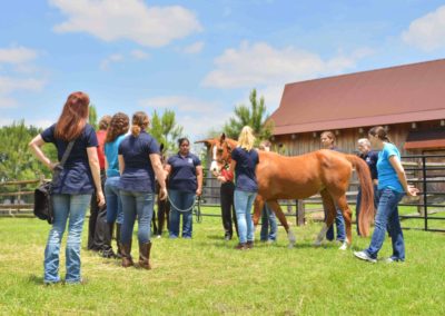 Students visiting a horse at the Vintage Farm