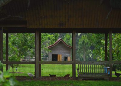 Chickens inside spacious coops.