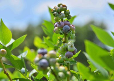 Blueberries ripening on the bush