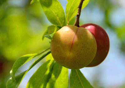 Apples on a tree