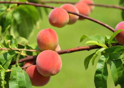 Peaches growing on branches.