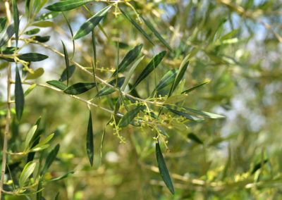 close up of a leaves on a tree