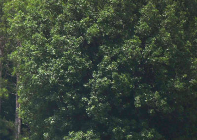 cows grazing near a tree