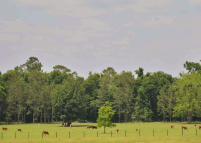 Cattle grazing at the the Vintage Farm