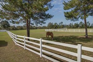A green pasture with a horse grazing.