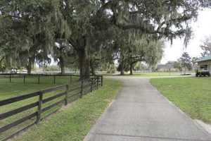 A picturesque fence lined road with ancient oaks.