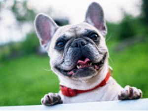 A happy french bulldog