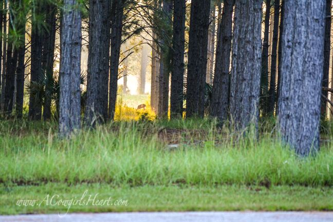 Local Land Conservation Can Save Ocala’s Equestrian Farms