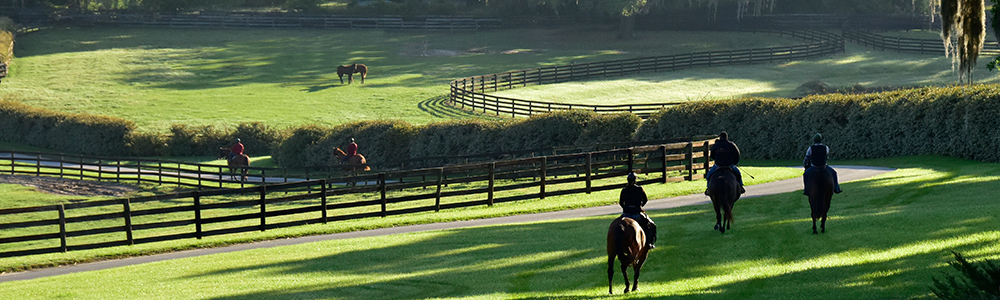 Helping Your Horse Adjust to a New Home in Ocala