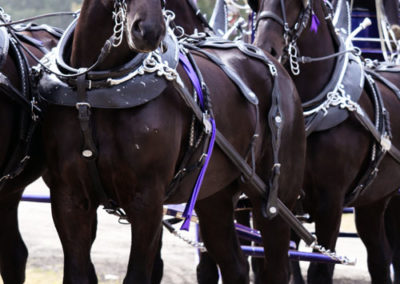 Grandview-Invitational-2019-Draft-Horse-Show-Showcase-Properties