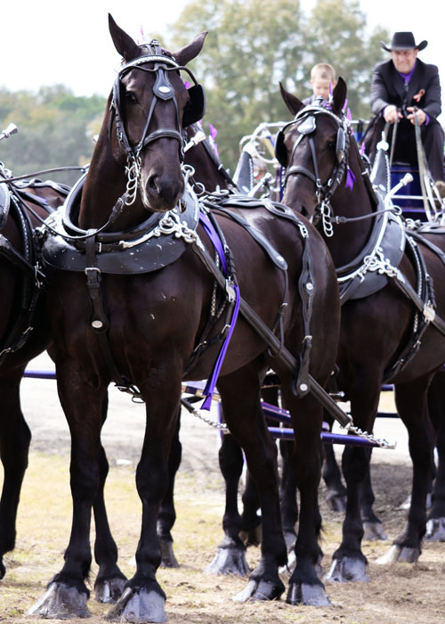 Grandview Invitational Recap Showcase Ocala 2019 Draft Horse Show