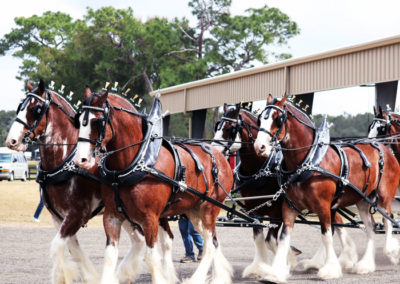 Grandview-Invitational-2019-Draft-Horse-Show-Showcase-Properties