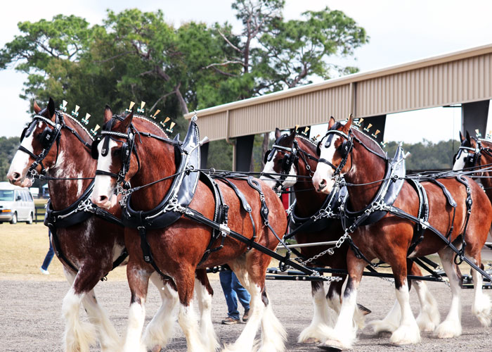 Grandview Invitational Recap Showcase Ocala 2019 Draft Horse Show