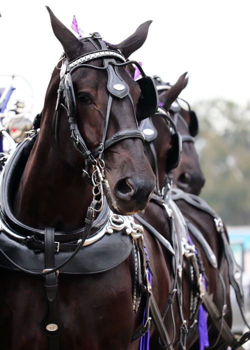Grandview Invitational Recap Showcase Ocala 2019 Draft Horse Show
