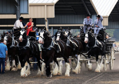 Grandview-Invitational-2019-Draft-Horse-Show-Showcase-Properties