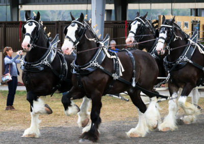 Grandview-Invitational-2019-Draft-Horse-Show-Showcase-Properties