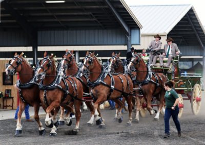 Grandview-Invitational-2019-Draft-Horse-Show-Showcase-Properties