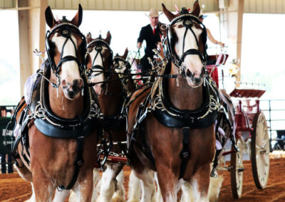 Grandview-Invitational-2019-Draft-Horse-Show-Showcase-Properties