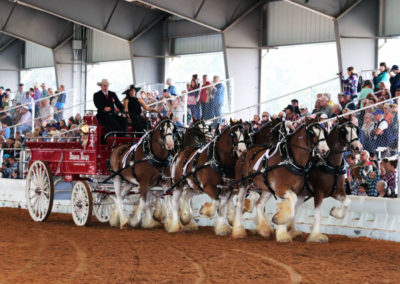 Grandview-Invitational-2019-Draft-Horse-Show-Showcase-Properties