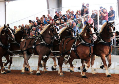 Grandview-Invitational-2019-Draft-Horse-Show-Showcase-Properties