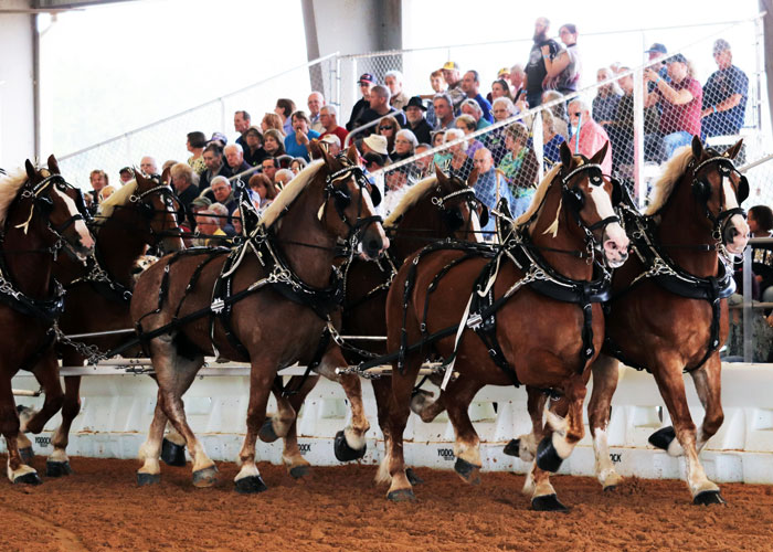 Grandview Invitational Recap Showcase Ocala 2019 Draft Horse Show