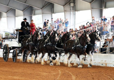 Grandview-Invitational-2019-Draft-Horse-Show-Showcase-Properties